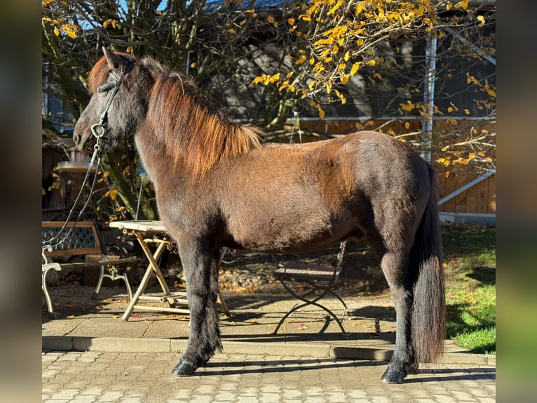 Caballos islandeses Caballo castrado 12 años 143 cm Negro in Lochen am See