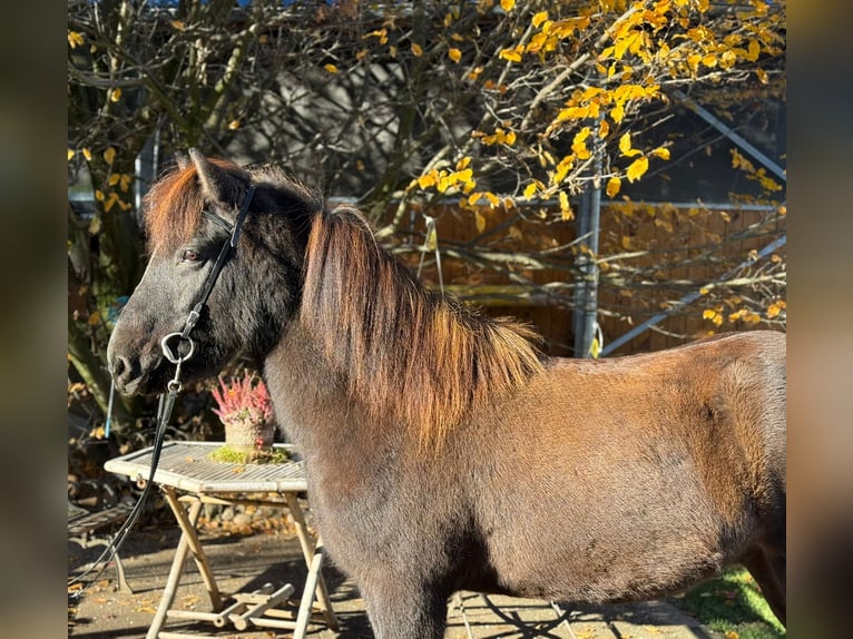 Caballos islandeses Caballo castrado 12 años 143 cm Negro in Lochen am See