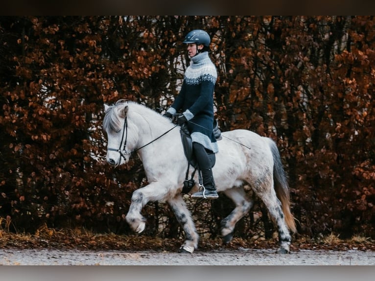 Caballos islandeses Caballo castrado 12 años 144 cm Tordo in Taufkirchen an der Trattnach