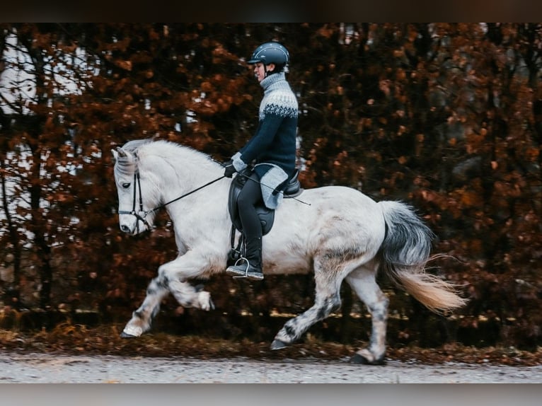 Caballos islandeses Caballo castrado 12 años 144 cm Tordo in Taufkirchen an der Trattnach