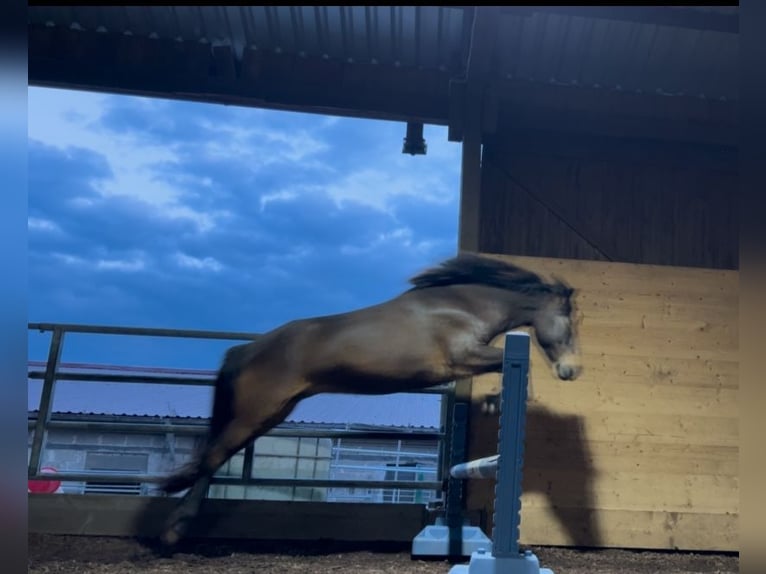 Caballos islandeses Caballo castrado 12 años 147 cm Castaño in RosenbergRosenberg