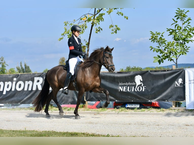 Caballos islandeses Caballo castrado 12 años 150 cm Negro in Holzgerlingen