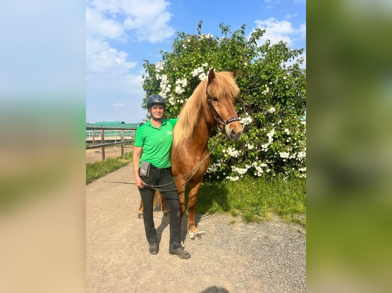 Caballos islandeses Caballo castrado 12 años 155 cm Alazán in Euskirchen