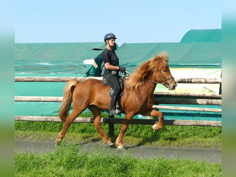 Caballos islandeses Caballo castrado 12 años 155 cm Alazán in Euskirchen