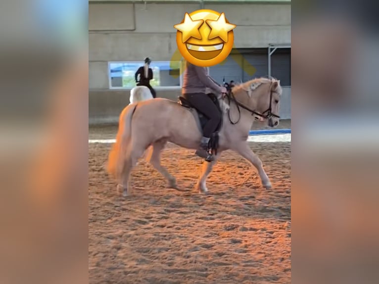 Caballos islandeses Caballo castrado 13 años 130 cm Palomino in Königswinter