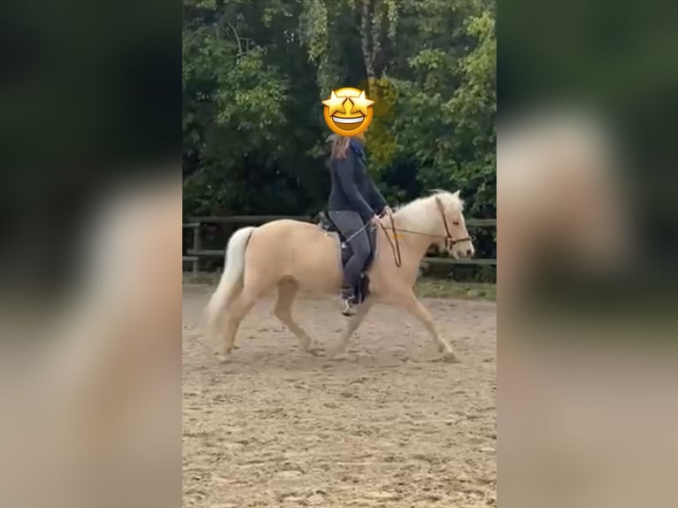Caballos islandeses Caballo castrado 13 años 130 cm Palomino in Königswinter