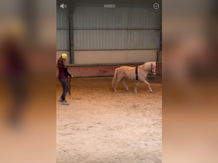 Caballos islandeses Caballo castrado 13 años 130 cm Palomino in Königswinter