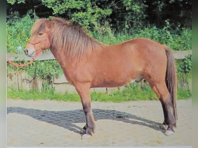 Caballos islandeses Caballo castrado 13 años 134 cm Castaño in Engelskirchen