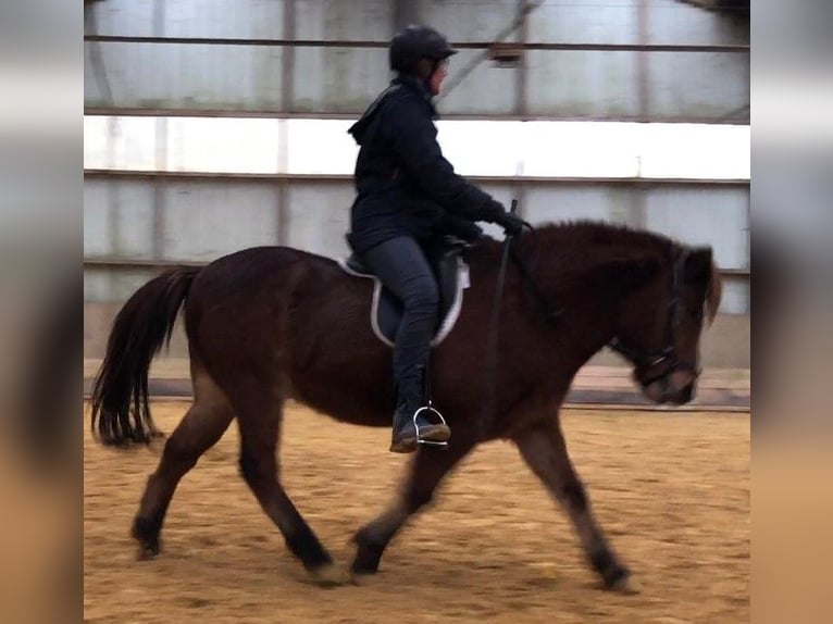 Caballos islandeses Caballo castrado 13 años 134 cm Castaño in Engelskirchen