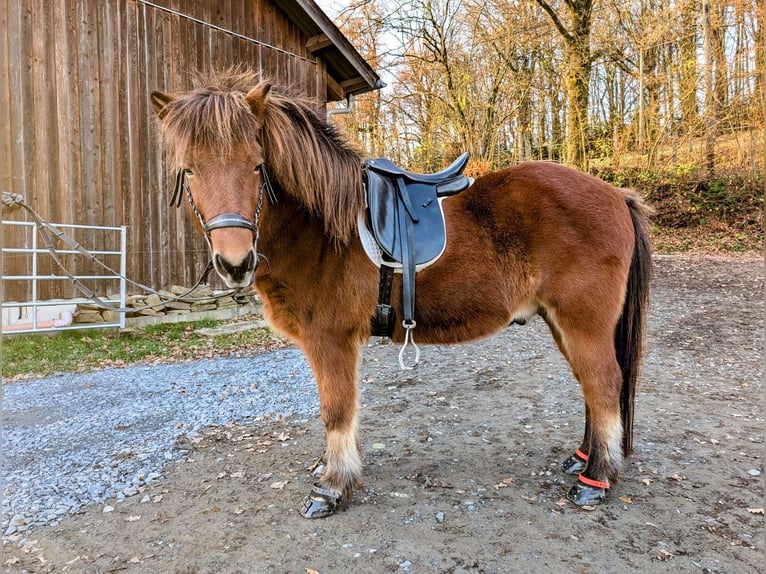 Caballos islandeses Caballo castrado 13 años 134 cm Castaño in Engelskirchen