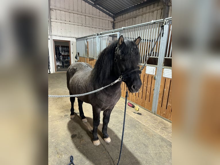 Caballos islandeses Caballo castrado 13 años 135 cm Negro in Grevenbroich