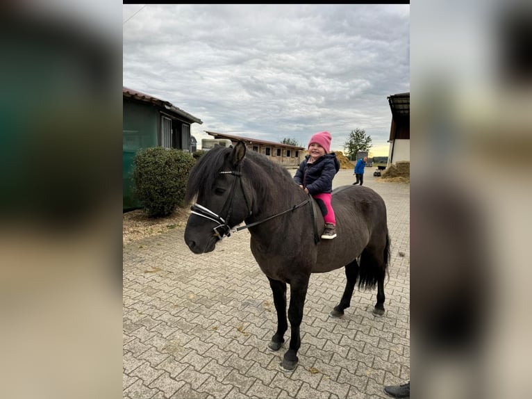 Caballos islandeses Caballo castrado 13 años 135 cm Negro in Grevenbroich