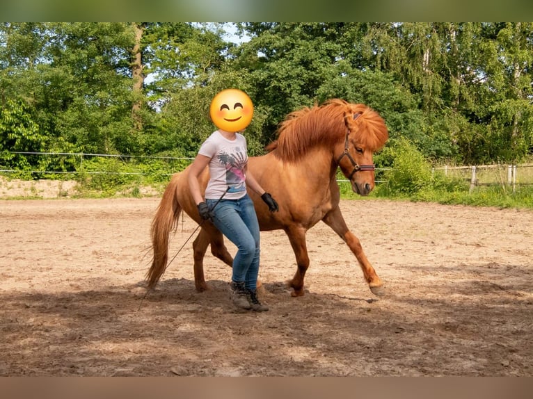 Caballos islandeses Caballo castrado 13 años 137 cm Bayo in Neustadt am Rübenberge