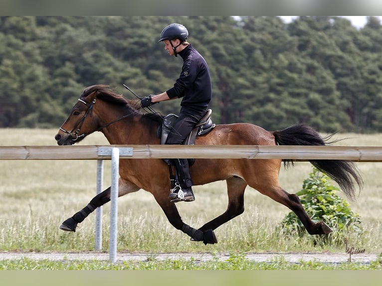 Caballos islandeses Caballo castrado 13 años 138 cm Castaño in Neuenkirchen
