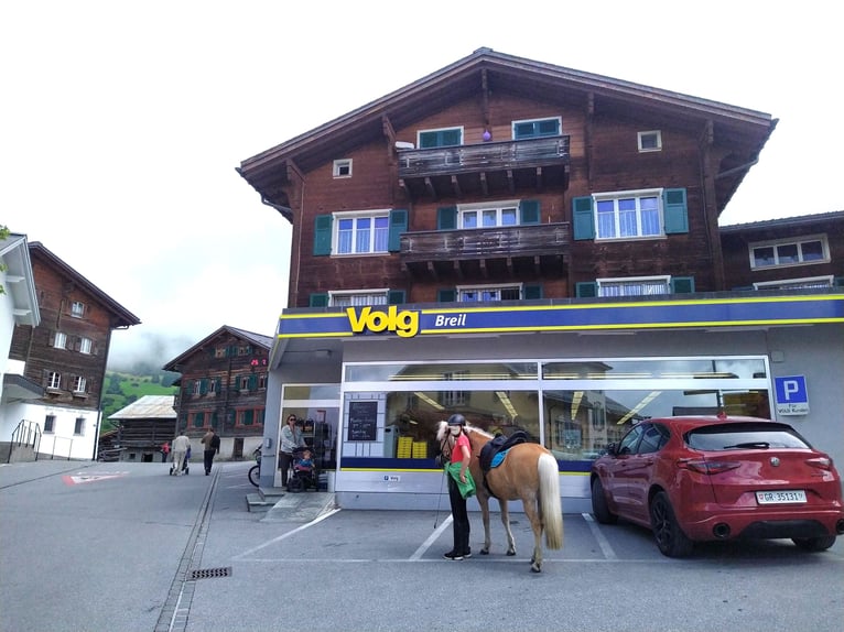 Caballos islandeses Caballo castrado 13 años 138 cm Palomino in Aargau (Freiamt)