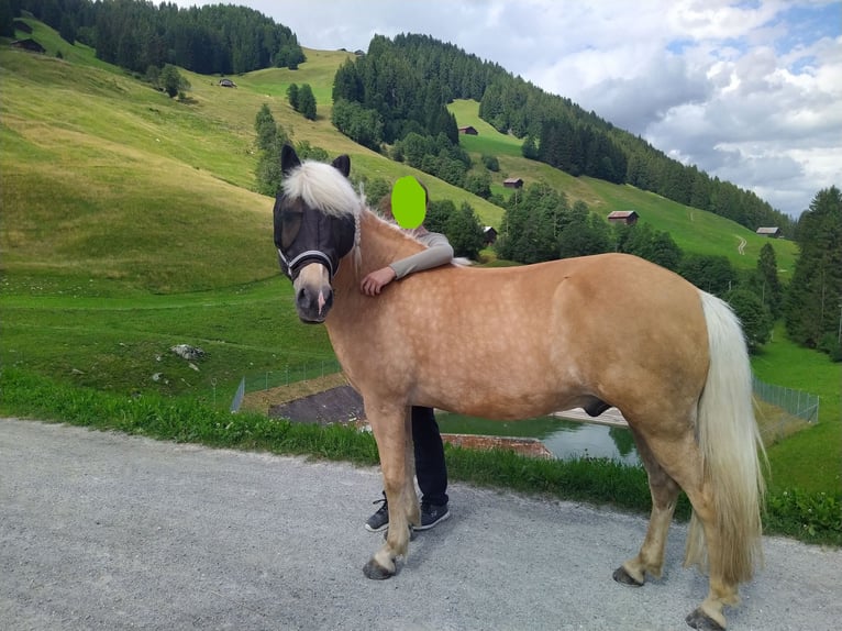 Caballos islandeses Caballo castrado 13 años 138 cm Palomino in Aargau (Freiamt)