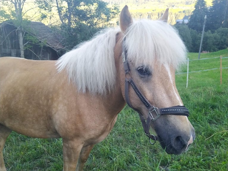 Caballos islandeses Caballo castrado 13 años 138 cm Palomino in Aargau (Freiamt)