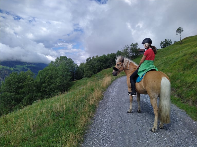 Caballos islandeses Caballo castrado 13 años 138 cm Palomino in Aargau (Freiamt)