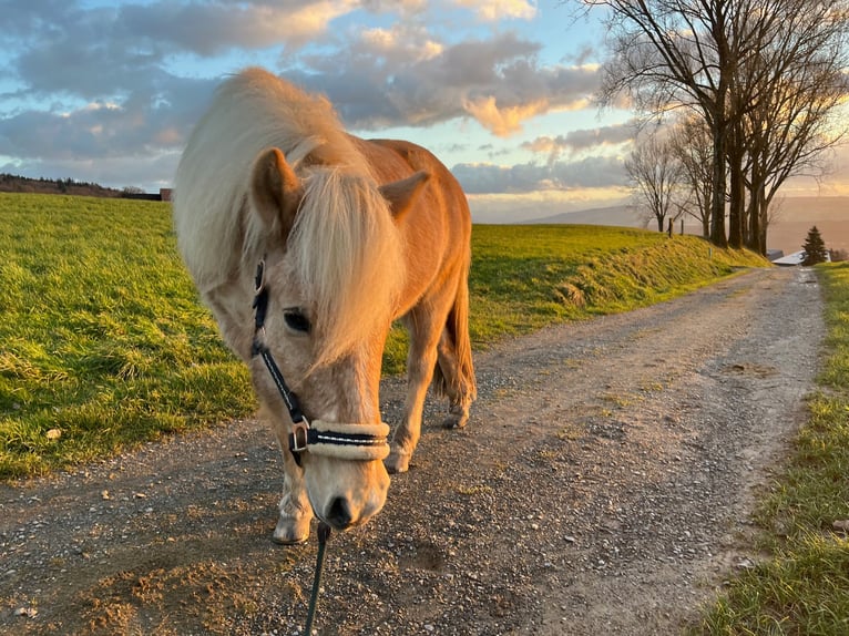 Caballos islandeses Caballo castrado 13 años 138 cm Palomino in Aargau (Freiamt)