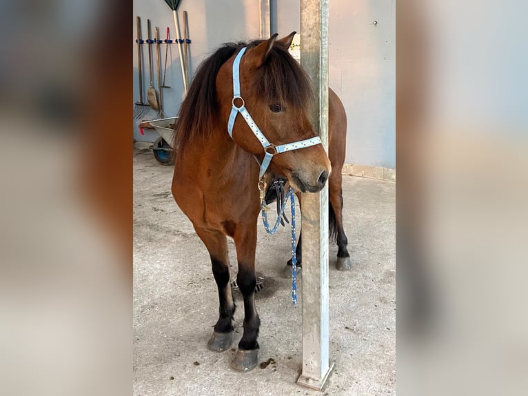 Caballos islandeses Caballo castrado 13 años 139 cm Castaño in Stapelfeld