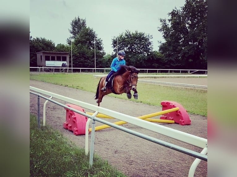 Caballos islandeses Caballo castrado 13 años 139 cm Castaño in Stapelfeld