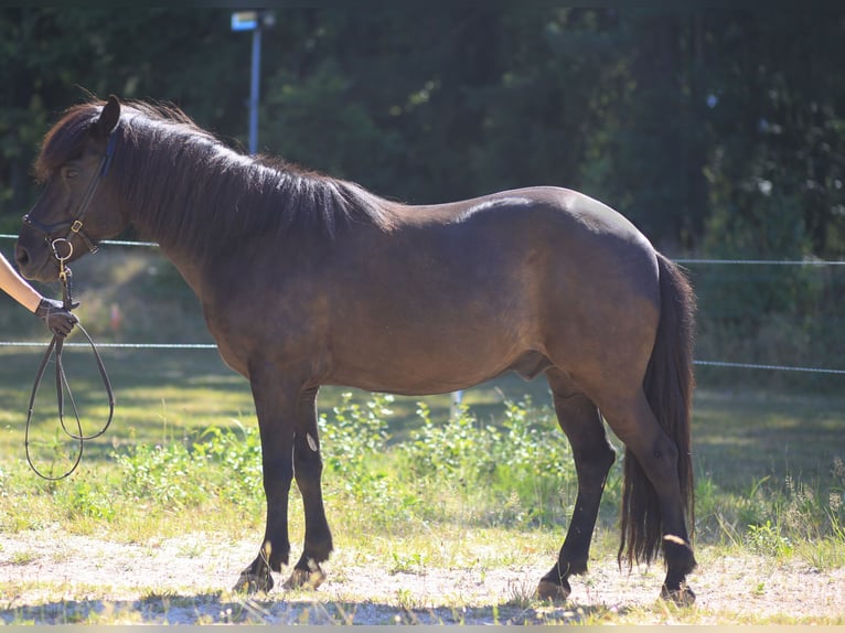 Caballos islandeses Caballo castrado 13 años 139 cm Negro in Regenstauf