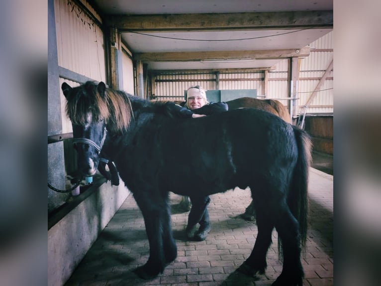 Caballos islandeses Caballo castrado 13 años 140 cm Negro in Hörup