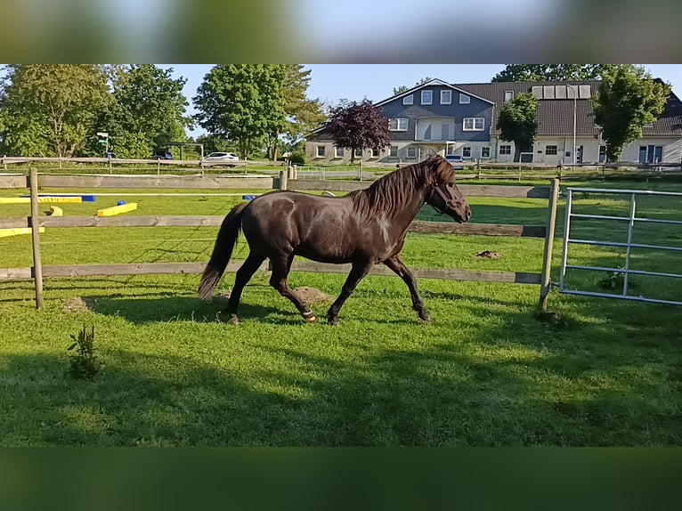 Caballos islandeses Caballo castrado 13 años 140 cm Negro in Hörup