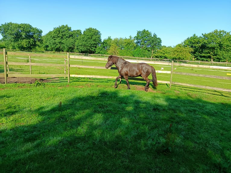 Caballos islandeses Caballo castrado 13 años 140 cm Negro in Hörup