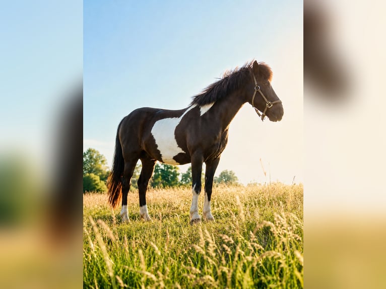 Caballos islandeses Caballo castrado 13 años 140 cm Pío in Vögelsen