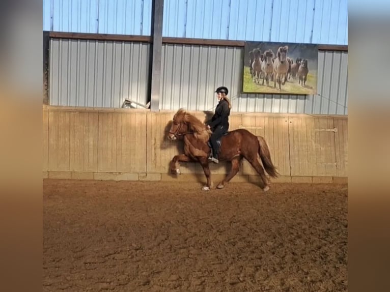 Caballos islandeses Caballo castrado 13 años 142 cm Alazán in Nidda