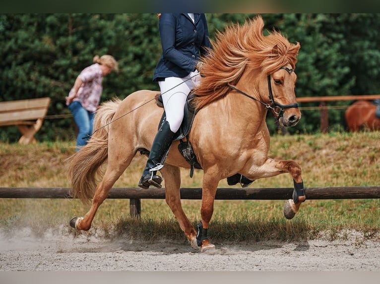 Caballos islandeses Caballo castrado 13 años 142 cm Bayo in Thuine