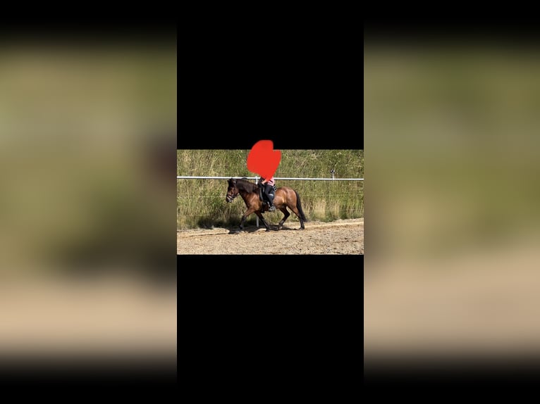 Caballos islandeses Caballo castrado 13 años 142 cm Castaño in Waldburg Caballos islandeses Caballo castrado 13 años 142 cm Castaño in Waldburg