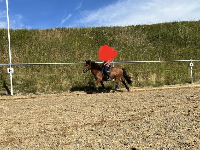 Caballos islandeses Caballo castrado 13 años 142 cm Castaño in Waldburg Caballos islandeses Caballo castrado 13 años 142 cm Castaño in Waldburg
