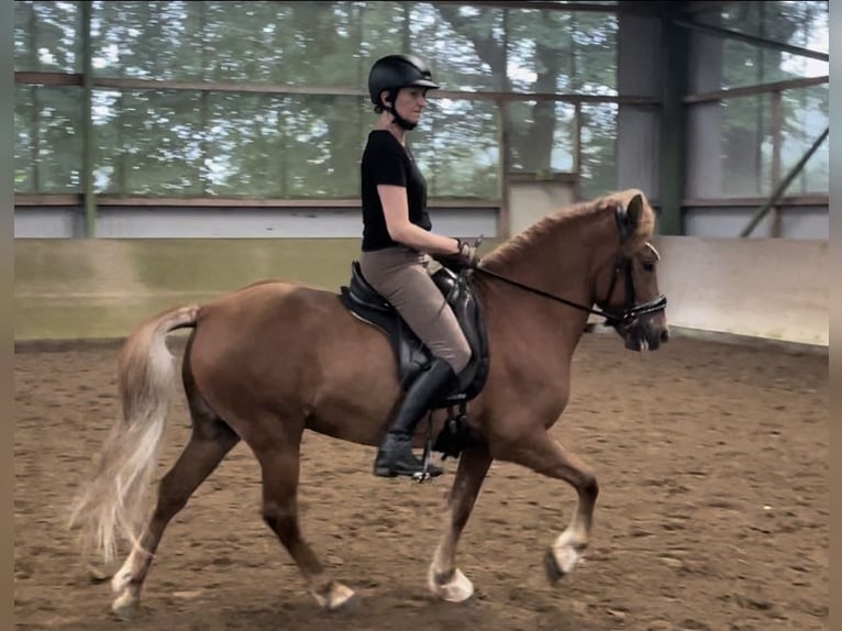 Caballos islandeses Caballo castrado 13 años 143 cm Alazán in Langeln