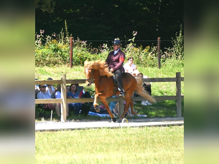 Caballos islandeses Caballo castrado 13 años 144 cm Alazán in Euskirchen