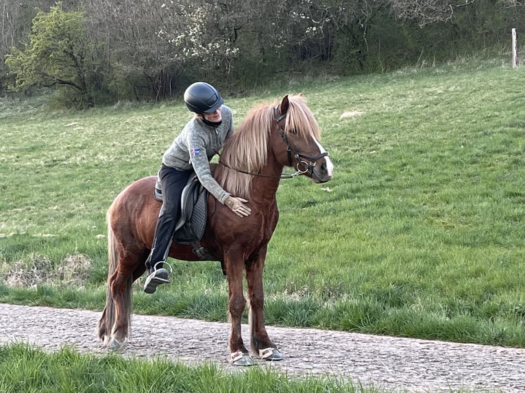 Caballos islandeses Caballo castrado 13 años 144 cm Alazán-tostado in Nettersheim