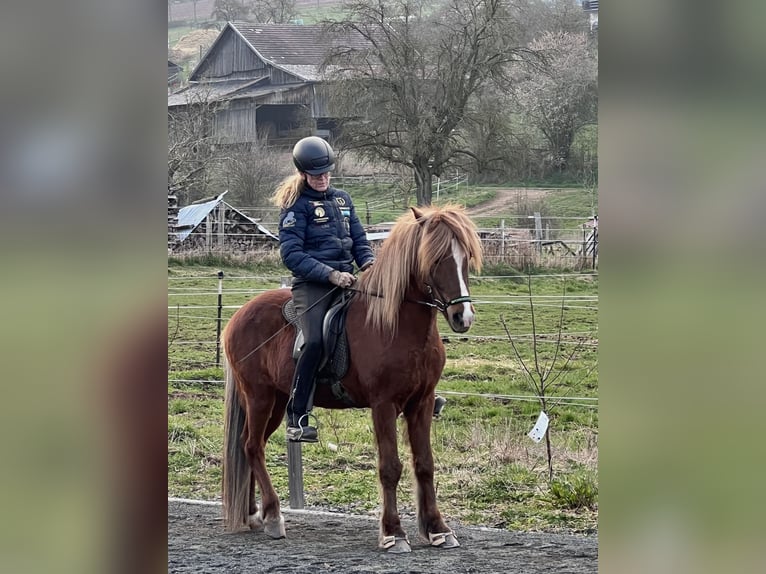 Caballos islandeses Caballo castrado 13 años 144 cm Alazán-tostado in Nettersheim