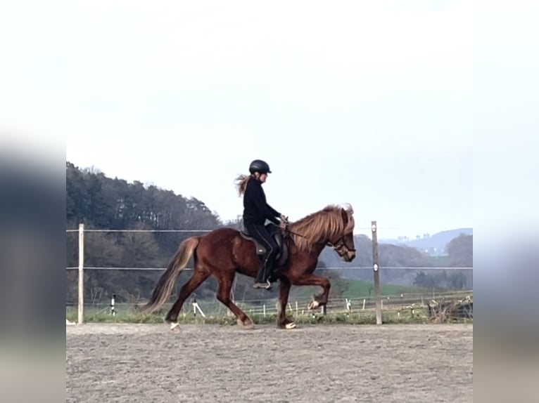 Caballos islandeses Caballo castrado 13 años 144 cm Alazán-tostado in Nettersheim
