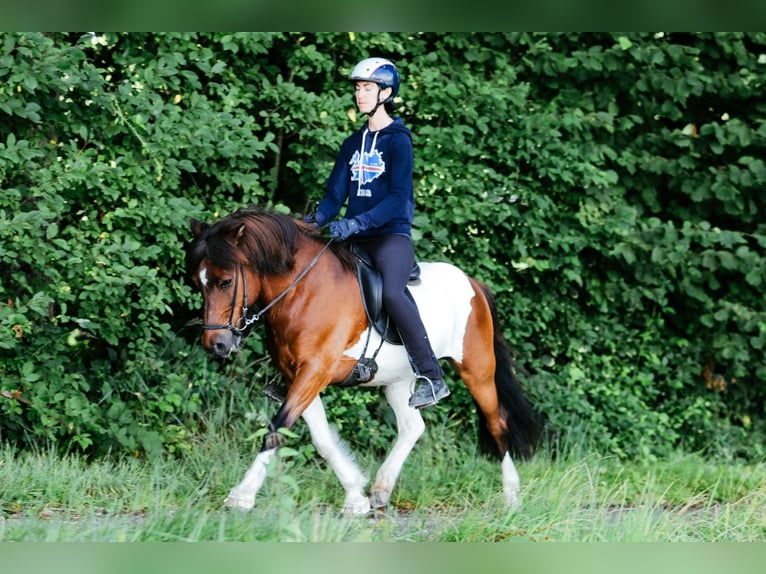 Caballos islandeses Caballo castrado 13 años 144 cm Pío in Taufkirchen an der Trattnach