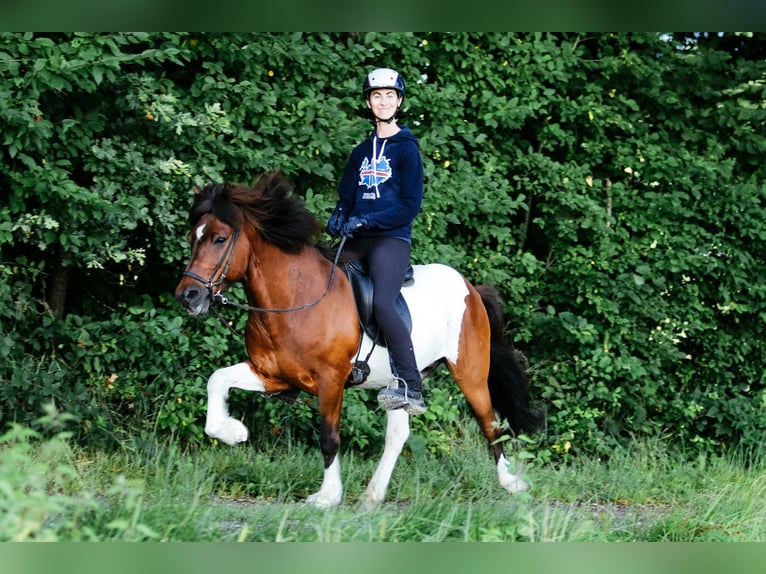 Caballos islandeses Caballo castrado 13 años 144 cm Pío in Taufkirchen an der Trattnach
