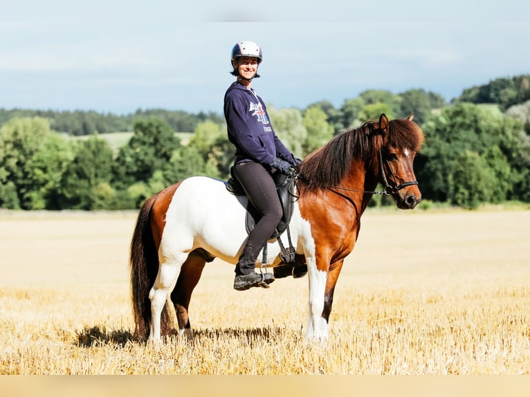 Caballos islandeses Caballo castrado 13 años 144 cm Pío in Taufkirchen an der Trattnach