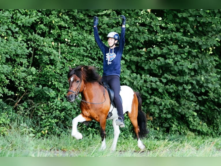 Caballos islandeses Caballo castrado 13 años 144 cm Pío in Taufkirchen an der Trattnach