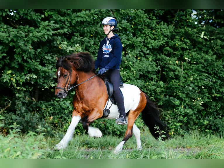 Caballos islandeses Caballo castrado 13 años 144 cm Pío in Taufkirchen an der Trattnach