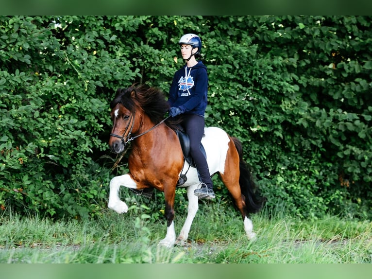 Caballos islandeses Caballo castrado 13 años 144 cm Pío in Taufkirchen an der Trattnach