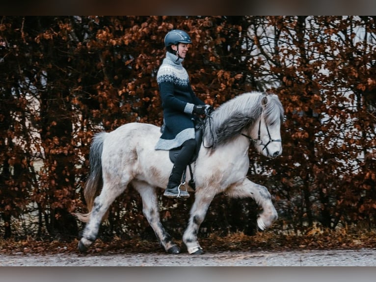 Caballos islandeses Caballo castrado 13 años 144 cm Tordo in Taufkirchen an der Trattnach