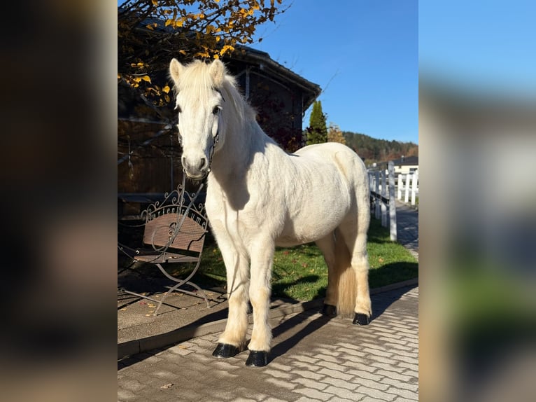 Caballos islandeses Caballo castrado 13 años 144 cm Tordo in Lochen am See