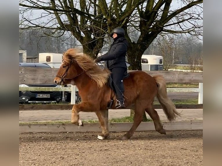 Caballos islandeses Caballo castrado 13 años 145 cm Alazán in Schneverdingen