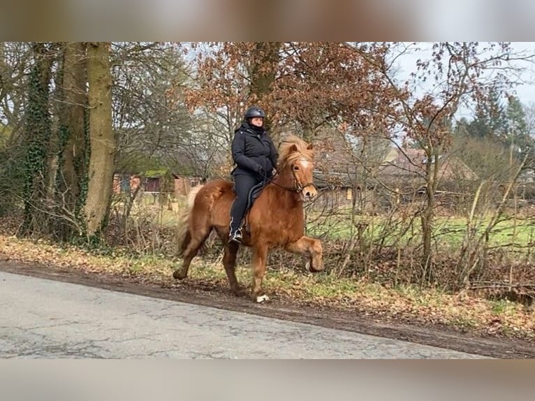 Caballos islandeses Caballo castrado 13 años 145 cm Alazán in Schneverdingen