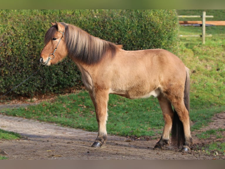 Caballos islandeses Caballo castrado 13 años 145 cm Bayo in Dohm-Lammersdorf
